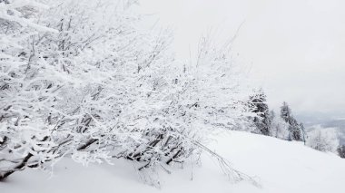 Karla kaplı ağaçlarla kaplı kış manzarası