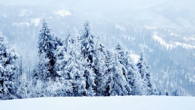 Karla kaplı ağaçlarla kaplı güzel kış manzarası