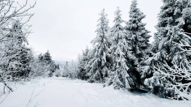 Güzel kış manzarası. Ağaçlar karla kaplı.