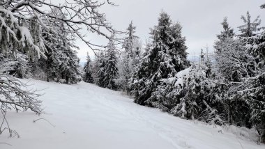 Karla kaplı ağaçlarla kaplı güzel kış manzarası