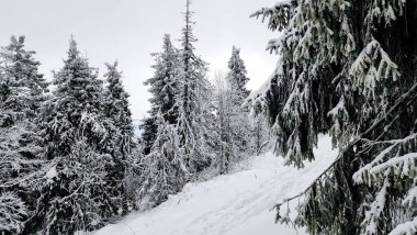 Güzel kış manzarası Karla kaplı ağaçlar