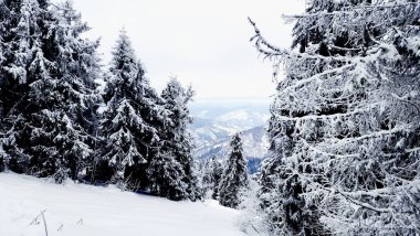 Karla kaplı ağaçlar ve dağlarla kaplı güzel kış manzarası