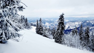 Karla kaplı ağaçlarla kaplı kış manzarası