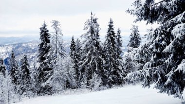 Karla kaplı ağaçlarla kaplı güzel kış manzarası