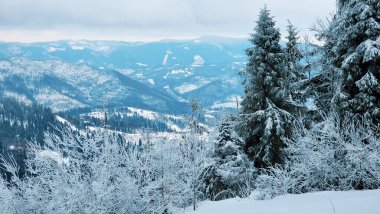 Ağaçların buzla kaplı olduğu güzel kış manzarası