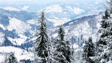 Ormandaki karlı kış dağları