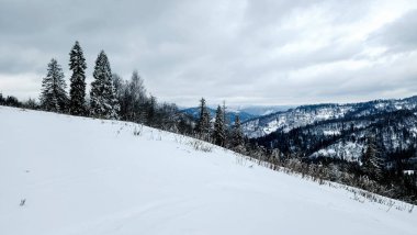 Kış dağlarında karla kaplı ağaçlar