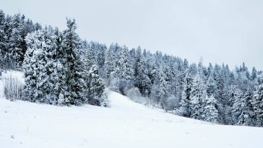 Kış mevsiminde karla kaplı orman