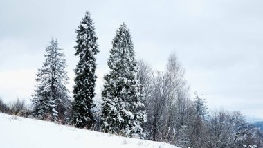 Kış manzarası. Karla kaplı çam ağaçları