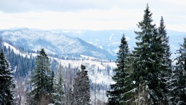 Karla kaplı ağaçlarla kaplı güzel kış manzarası