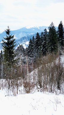 Karla kaplı ağaçlarla kaplı kış manzarası. Karpat ormanlarındaki dağlarda kış manzarası