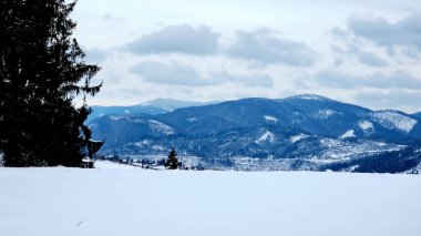 Karla kaplı ağaçlarla kaplı güzel kış manzarası