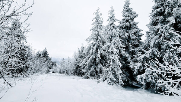 Красивый зимний пейзаж с деревьями, покрытыми снегом