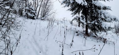 Karda kış manzarası