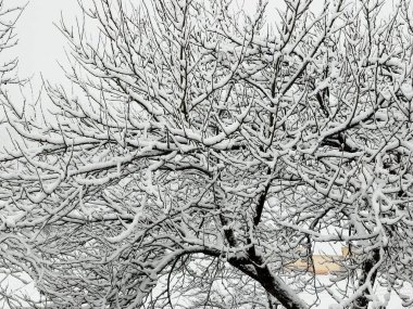 Karla kaplı ağaç dalları