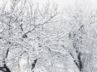 Ağaç dalları karla kaplı dallar, kış manzarası