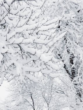 Kış ormanı karla kaplı