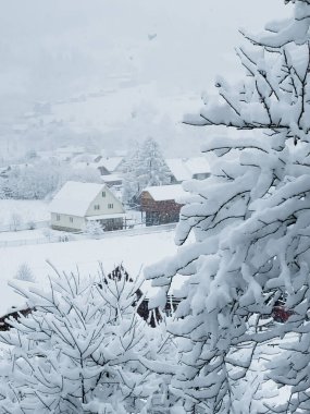 Dağlarda karla kaplı ağaçlar...