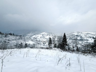 Ormandaki köknar ağaçlarıyla kaplı güzel kış manzarası.