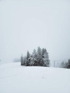 Kar ve ağaçlarla kaplı kış manzarası