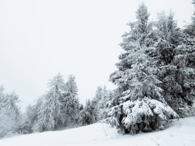 Kışın karlı orman