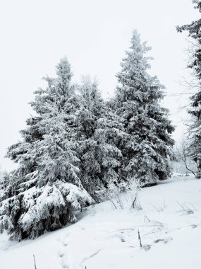 Güzel kış ormanı. karla kaplı ağaçlar.