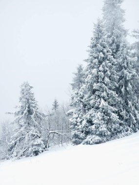 Karla kaplı ağaçlarla kaplı kış manzarası