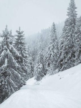 Sisin içinde ağaçlar olan karlı dağ ormanları. Dağlarda kış manzarası.