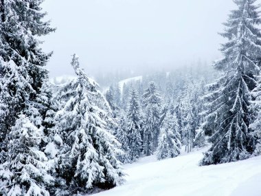 Dağlarda kış ormanı.