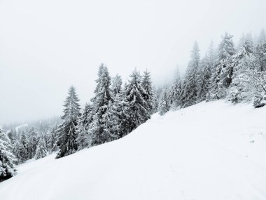 Güzel kış manzarası karla kaplı köknar ağacı