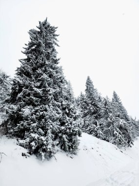 Karla kaplı ağaçlarla kaplı kış manzarası