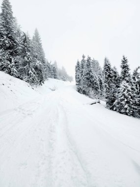 Yol ve ormanlı karlı bir arazi.