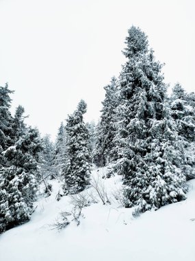 Kış ormanı karla kaplı ağaçlar.