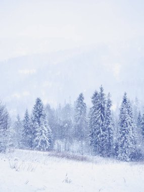 Karla kaplı ağaçlarla kaplı güzel kış manzarası.
