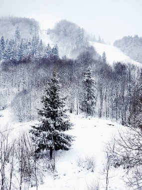 Kış manzarası. Karlı orman. Karpat Dağları 'ndaki kış manzarası.