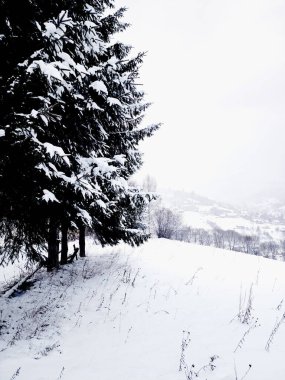 Güzel kış manzarası. kar ve ağaçlar.