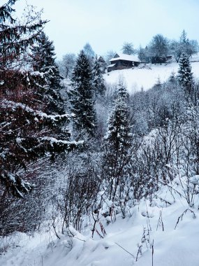 Karla kaplı ağaçlarla kaplı kış manzarası