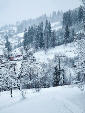 karlı ağaçların güzel kış manzarası