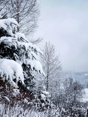 Karla kaplı ağaçlarla kaplı güzel kış manzarası