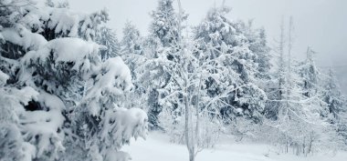 Dağlarda karlı bir orman