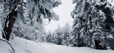 Karla kaplı ağaçlarla kaplı güzel kış manzarası