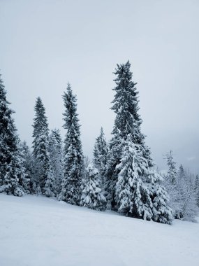 Karla kaplı ağaçlarla kaplı kış manzarası