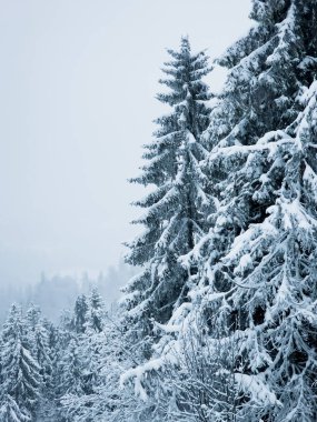 Kışın köknar ağaçları olan karlı bir orman. Karla kaplı köknar ağacı olan kış manzarası. Karlı Noel ağacı. Noel ve yeni yıl teması.