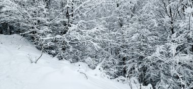 Karla kaplı ağaçlarla kaplı kış manzarası