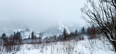 Karpatya dağlarındaki kış dağlarında karla kaplı orman