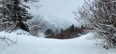 Güzel kış manzarası. Ağaçlar karla kaplı.