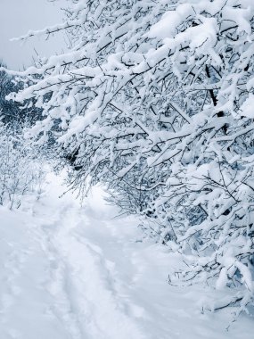 Karlı ağaçlı güzel kış manzarası