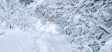 Karlı kış manzarası