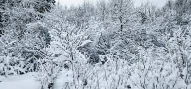 Karla kaplı ağaçlarla kaplı kış manzarası