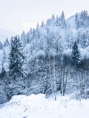 Dağlarda çam ağacı olan karlı bir manzara.